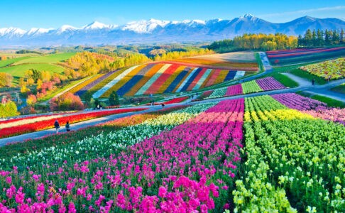 DU LỊCH HOKKAIDO: SAPPORO - HOKURYU - BIEI  - ASAHIKAWA - OTARU