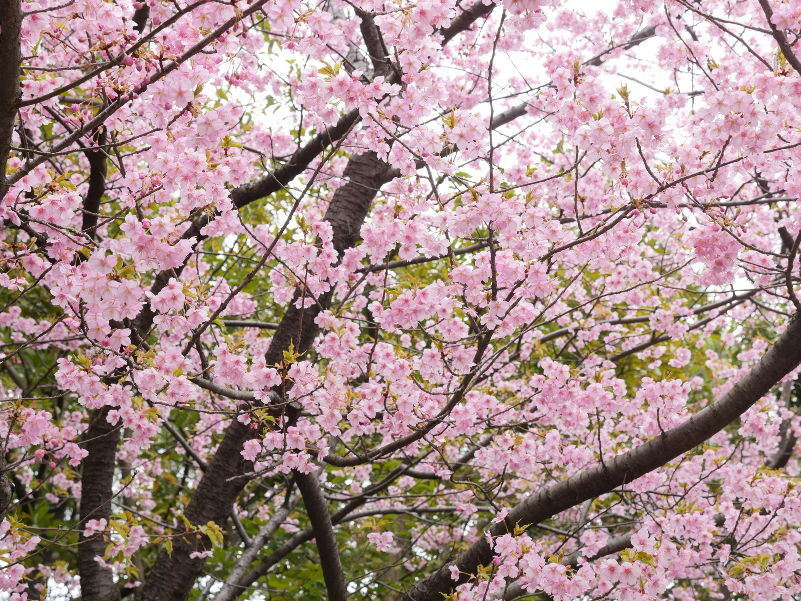 Sắc xuân Nhật bản