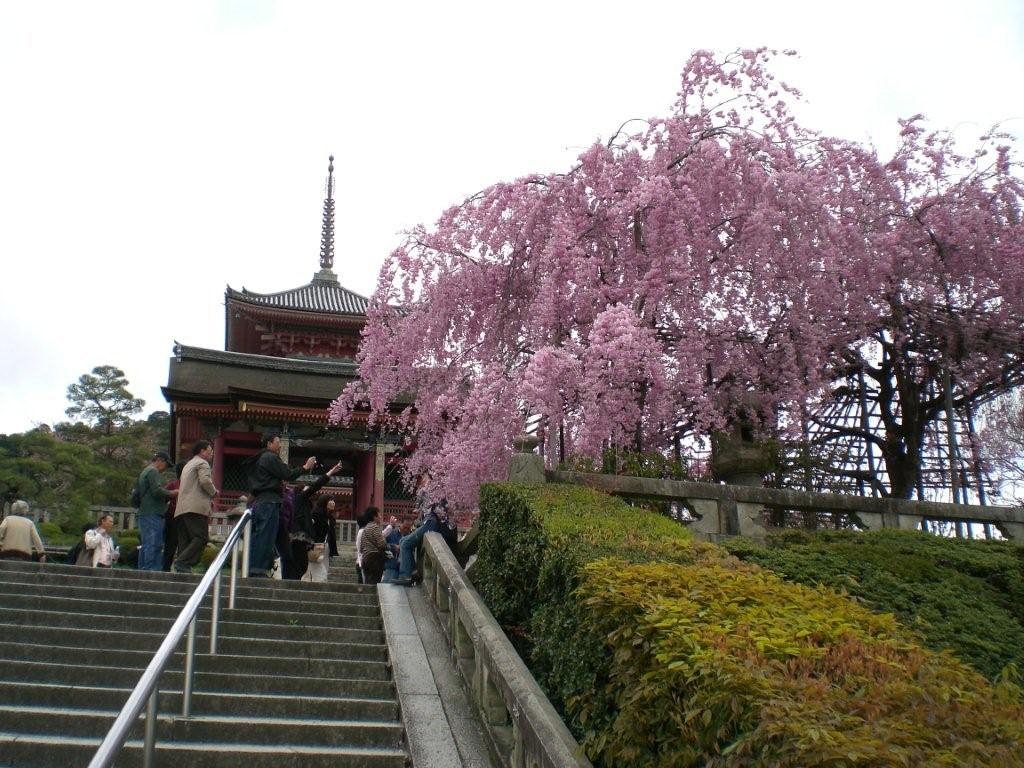 10 Điểm Ngắm Hoa Anh Đào Tại Kyoto