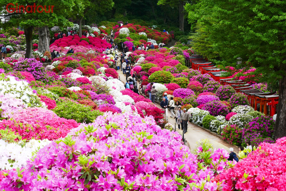 nezu-shrine-azalea-s1179394234 (1)-1
