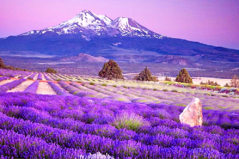 Du lịch hè Nhật Bản 6N5Đ - Sắc tím Lavender