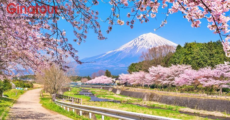 Lễ hội Hoa Anh Đào 2025