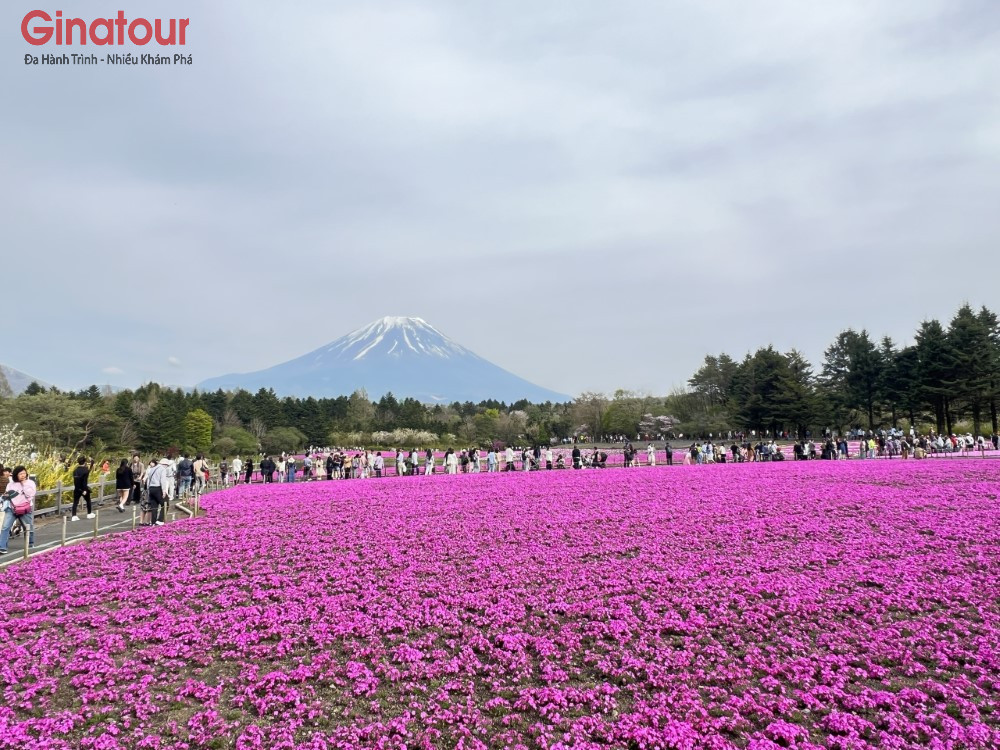 Lễ hội hoa Chi Anh Fuji Shibazakura