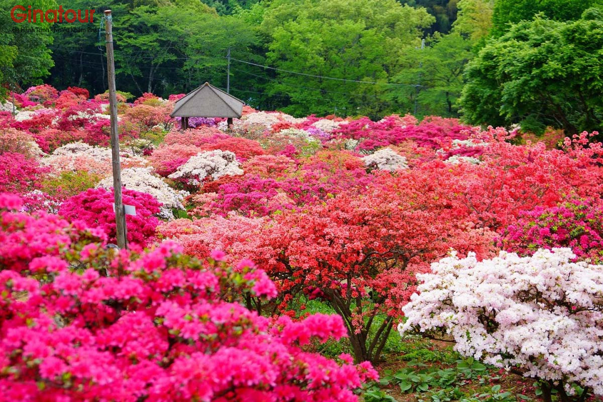 Ngắm hoa Đỗ Quyên tại Kurume