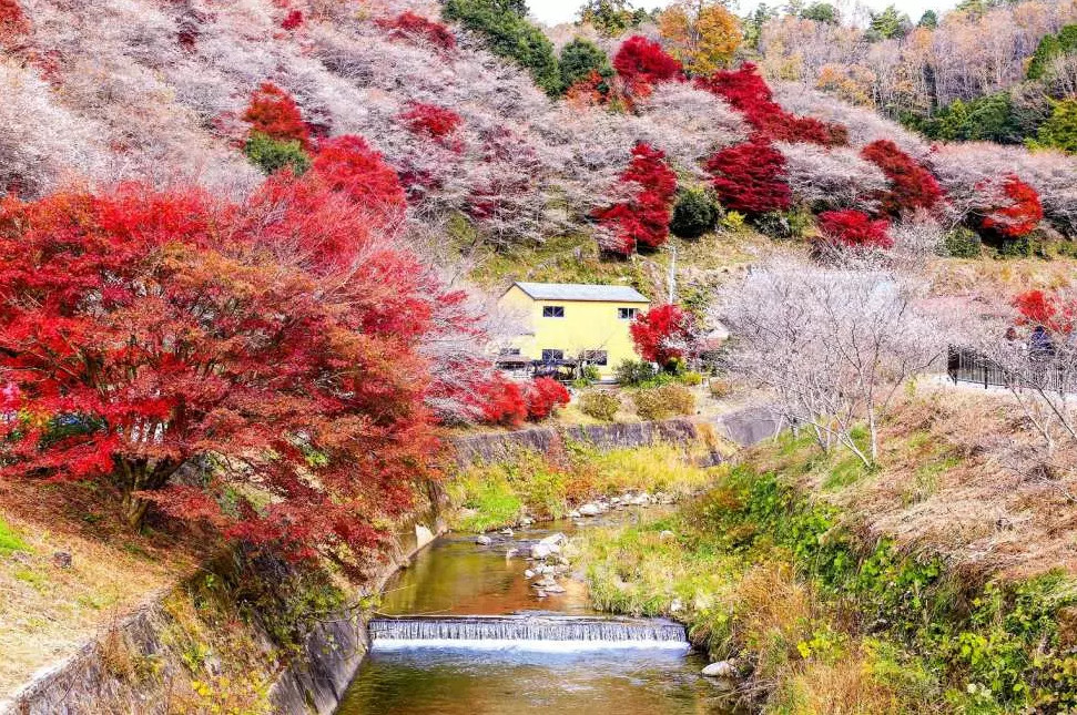 Tuyệt Tác Mùa Thu - TOKYO – YAMANASHI – NAGOYA – KYOTO – OSAKA